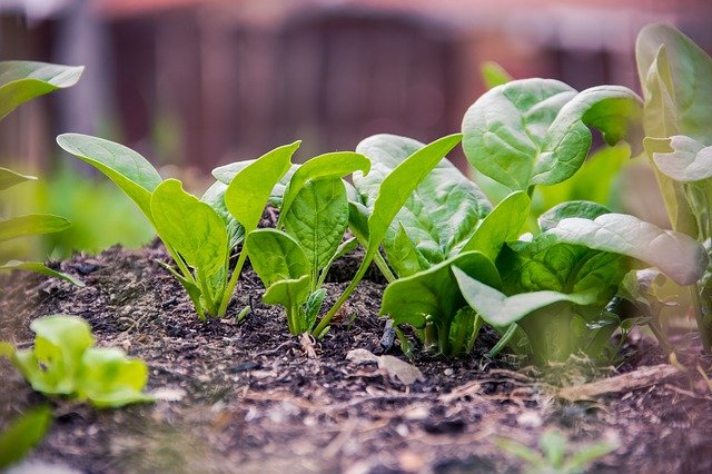 Les épinards : la fin de l'été est la meilleure saison pour les planter