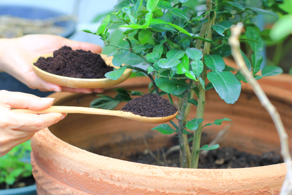 Le marc de café est un engrais naturel pour les plantes