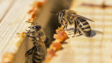 abeilles et propolis