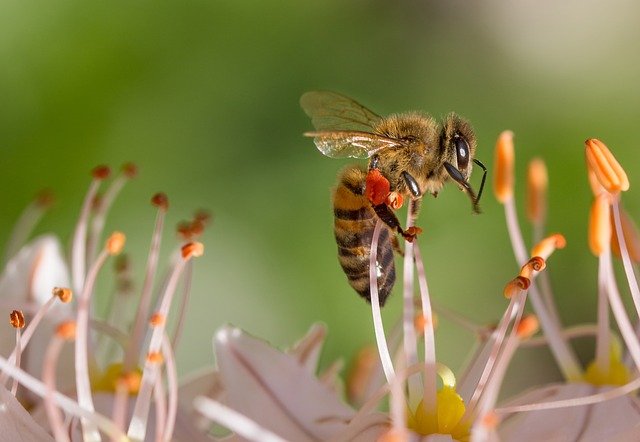 abeilles sur sa fleur insecte utile de nos jardins