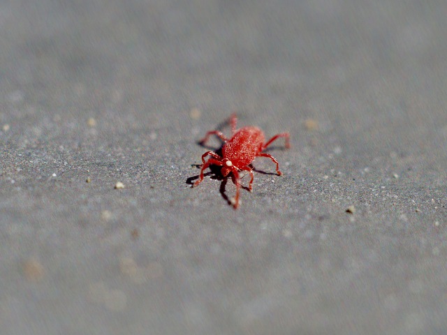 araignée rouge insectes nuisibles