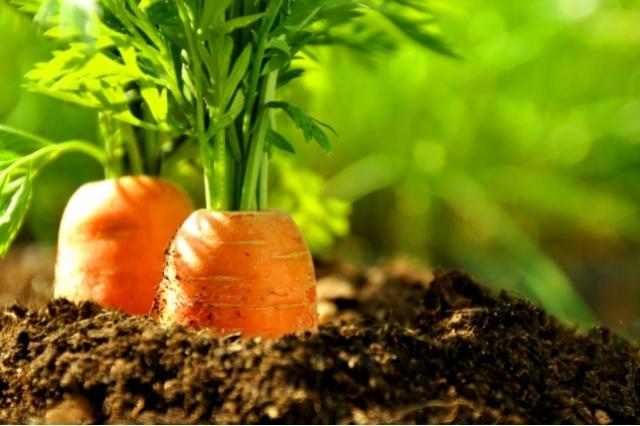 carottes à planter en décembre