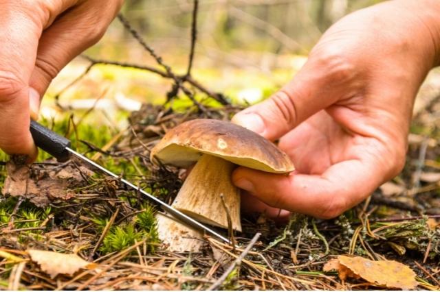 comment ramasser les champignons comestibles